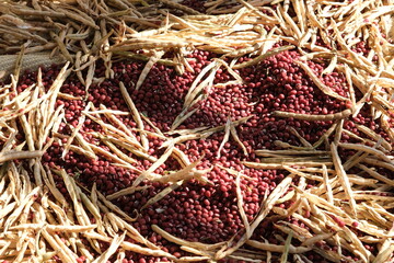 収穫したばかりの小豆