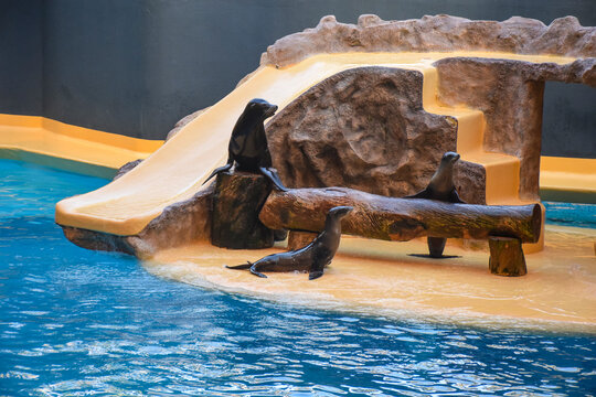 Sea Lions Performing at Loro Parque in Tenerife