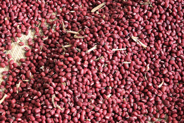 収穫したばかりの小豆