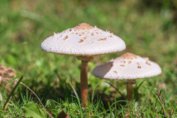 秋の草地の白いキノコ19