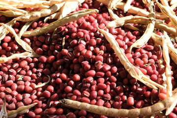 収穫したばかりの小豆