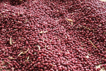 収穫したばかりの小豆