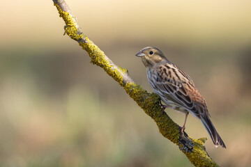 Bird - female Yellowhammer Emberiza citrinella on the meadow green background Poland Europe spring time
