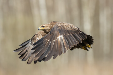 Birds of prey - hunting Lesser Spotted Eagle Aquila pomarina spring time on meadow Poland Europe