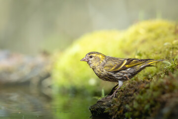 Bird Siskin Carduelis spinus female, small yellow bird, spring time forest pond in Poland Europe