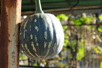 軒下に下がるカボチャ
