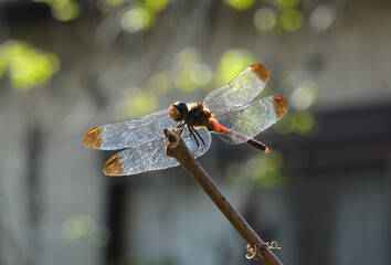 静かな庭に止まる蜻蛉