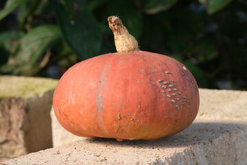 黄色いカボチャ