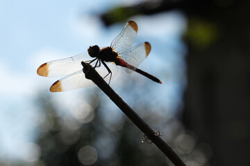 静かな庭に止まる蜻蛉