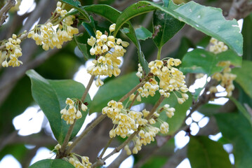 上品な香りの銀木犀の花