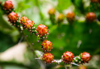 Close up of fruits on a branch