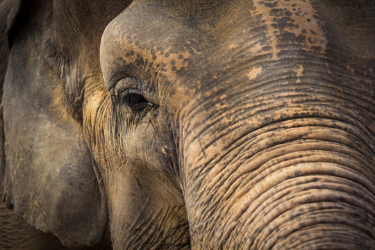 Retrato art&iacute;stico de un elefante. Revela sus texturas, la expresi&oacute;n de su ojo y su prominente trompa