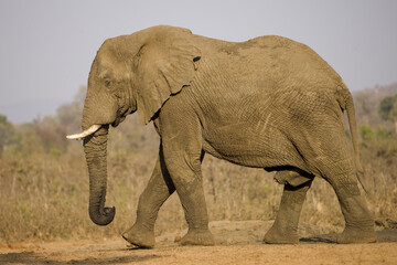 Obraz premium African Bush Elephant, Loxodonta africana, elephant scene in Kruger National Park.