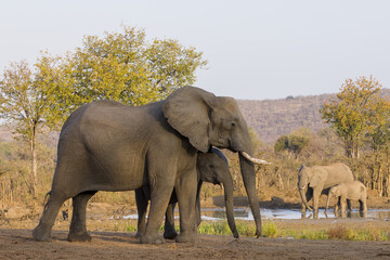 Obraz premium African Bush Elephant, Loxodonta africana, elephant scene in Kruger National Park.
