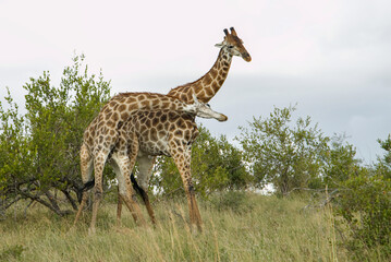 Giraffes necking, neck fighting (necking) in Kruger National Parkking, neck fighting (necking) in Kruger National Park