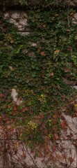 Colorful grape leaves decorating the wall. Autumn scenery. Vertical image