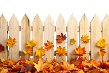 A rustic white wooden picket fence adorned with colorful autumn leaves and scattered on the ground below isolated on transparent background