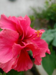 Naklejka premium Red hibiscus flower 🌺, Beautiful hibiscus flower, my mobile photography, 