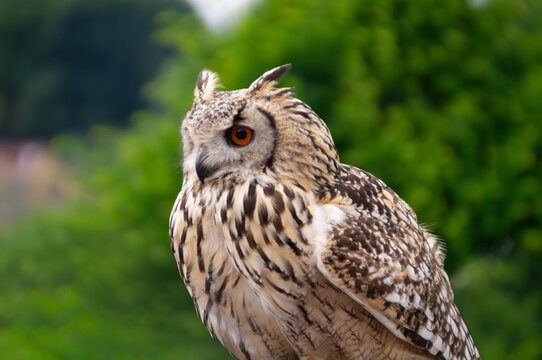 Portrait eines Uhus, Bubu bubu