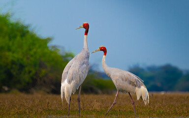 A graceful pair of Sarus Cranes strolls through the wetlands of Keoladeo National Park. Captured in perfect light, the image reflects their elegance, vibrant red crowns, and the harmony of nature