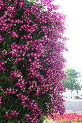 pink bougainvillea flowers