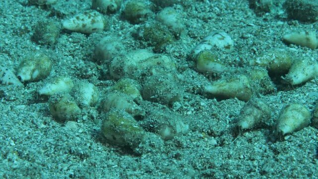 conomurex persicus group underwater moving sea snail