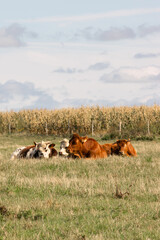 Cows resting on a sunny meadow, surrounded by dry grass and warm light. Peaceful countryside scene symbolizing rural life and agriculture.