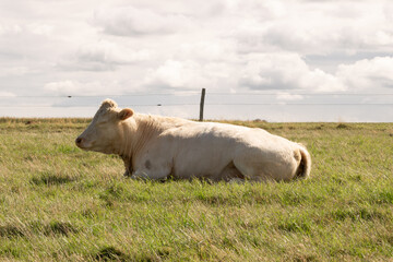 Cow grazing on a green meadow under a cloudy sky. Peaceful rural scene symbolizing farming, nature, and the calm beauty of the countryside.