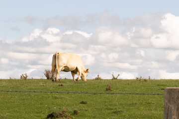 Cow grazing on a green meadow under a cloudy sky. Peaceful rural scene symbolizing farming, nature, and the calm beauty of the countryside.