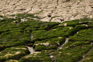 Rocky shoreline covered with green seaweed and moss at low tide. Natural coastal texture showcasing marine life and the beauty of the seaside environment.