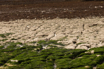 Rocky shoreline covered with green seaweed and moss at low tide. Natural coastal texture showcasing marine life and the beauty of the seaside environment.