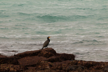 Cormorant perched on a rocky shore facing the sea. Peaceful coastal wildlife scene capturing the bird’s solitude against the backdrop of gentle ocean waves.