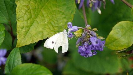 Macro image of a Garden White butterfly on Tube Clematis flowers, Derbyshire England
