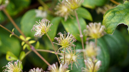 Macro image of Clematis seed heads, Derbyshire England

