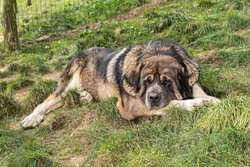 Spanish Mastiff dog resting in the field
