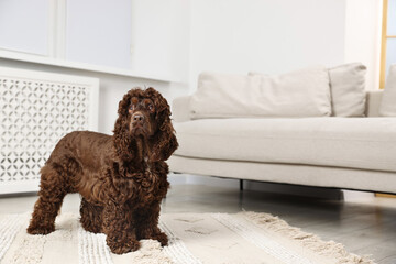 Cute Cocker Spaniel dog at home, space for text