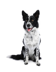 Cute Border Collie dog on white background
