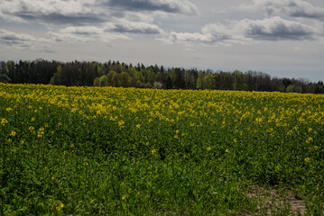 Obraz premium Yellow blooming fields in spring