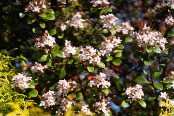 White blossoms in spring sunlight②