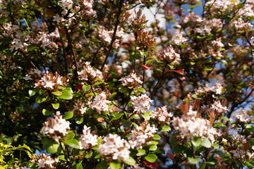 White blossoms in spring sunlight①

