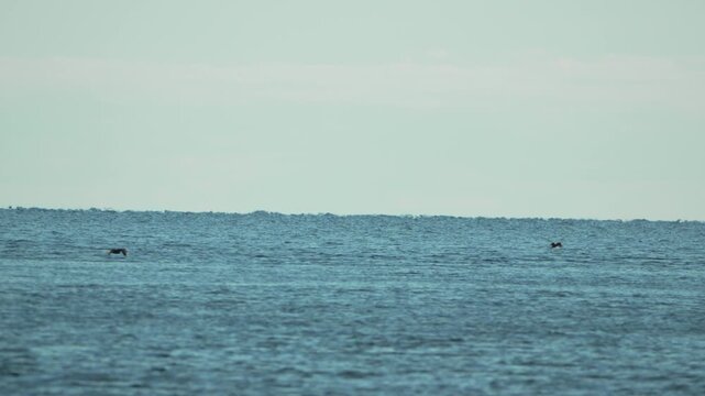 Seabirds flying ocean two dark birds swiftly skim the surface of the vast blue water near the horizon