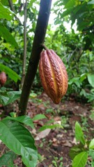 Cacao pod on a slender tree amid lush garden glow!