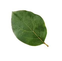 One green quince leaf isolated on white