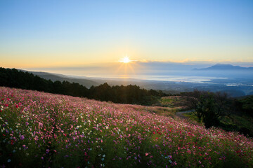 白木峰高原から見たコスモス畑と朝日　長崎県諫早市　Cosmos fields and the sunrise seen from Shirakimine Plateau. Nagasaki Pref, Isahaya City.　