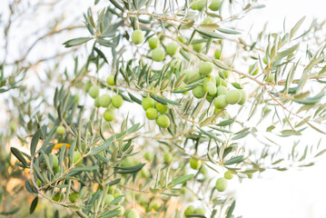 growing on trees with green olive leaves in sunny Croatia