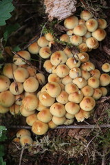 Bunch of mushrooms are growing on the ground
