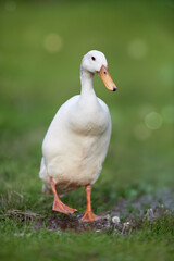 A majestic white domestic duck stands gracefully in lush green grass, its orange beak and feet contrasting beautifully with its pristine feathers. A serene outdoor animal portrait.
