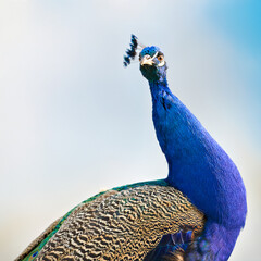 Close-up portrait of a majestic Indian peacock showcasing its vibrant blue neck and head feathers. The proud bird looks directly into the lens with a watchful gaze.