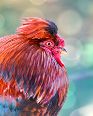 A vibrant rooster with striking red and orange feathers, a proud comb, and expressive eyes, set against a soft, bokeh background.