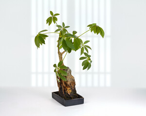 A small, potted schefflera plant with shiny leaves and a textured trunk, standing on a white surface with a blurred window background. It appears to be a compact houseplant.
